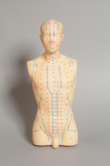 Medical acupuncture model of human on gray background