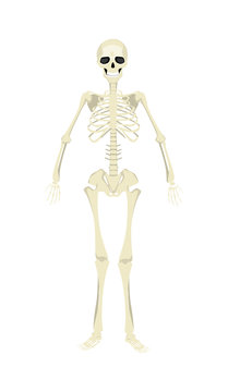 Isolated human skeleton