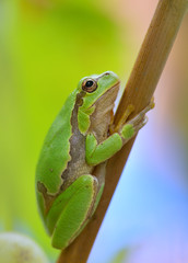 Australian Green Tree Frog sitting on a vine with green leaf background