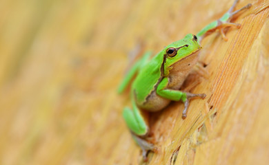Small green tree frog hold on oriented strand board