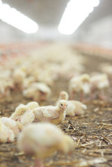 Small chickens in the chicken coop © gpointstudio