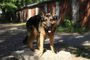 German shepherd dog is guarding an important object