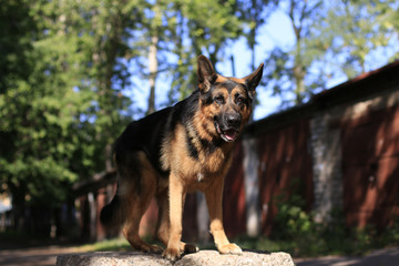 German shepherd dog is guarding an important object