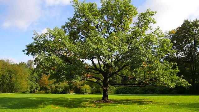 Walk in the summer Park. Big green oak.