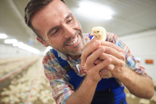 Young farmer holding small chicken .