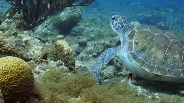 Unterwasser - Riff - Schildkröte - Schwamm - Koralle - Tauchen - Curacao - Karibik