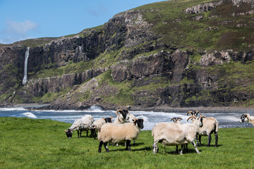 Schafe in der Talisker Bay, Skye, Schottland