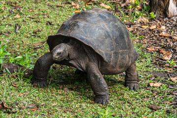 Fototapeta premium Seychellen - Riesenschildkröte auf Curieuse