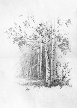 Forest. Birch and spruce. Pencil sketch on paper. Drawn by hand. For the interior decoration, greeting card.