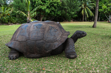 Seychellen - Riesenschildkröte auf Curieuse