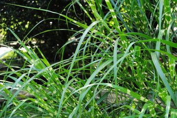 Idyllischer Park mit Teich