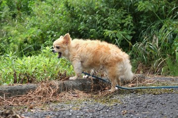 チワワ　お散歩中です
