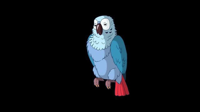 Blue Parrot Wakes Up. Animated footage with alpha channel. Looped motion graphic.