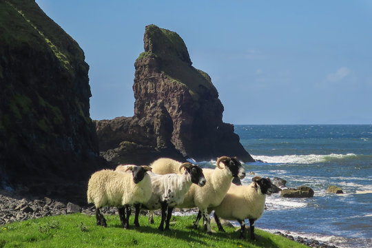 Schafe in der Talisker Bay, Skye, Schottland