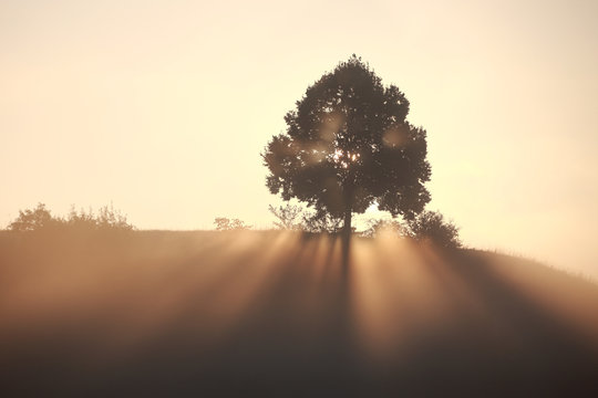 Sonnensrahlen treffen durch einen Baum auf einem H&uuml;gel