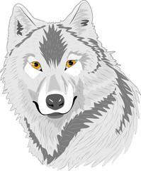 Wolf 