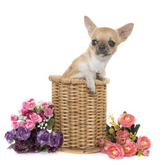 young chihuahua in studio