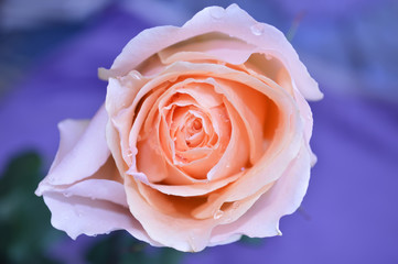 The rose close-up with drops after rain