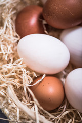 chicken and duck free range eggs in straw