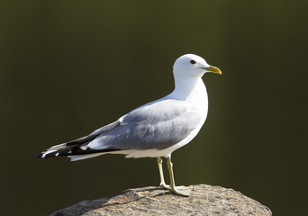 The common gull (Larus canus) standing on a rock.