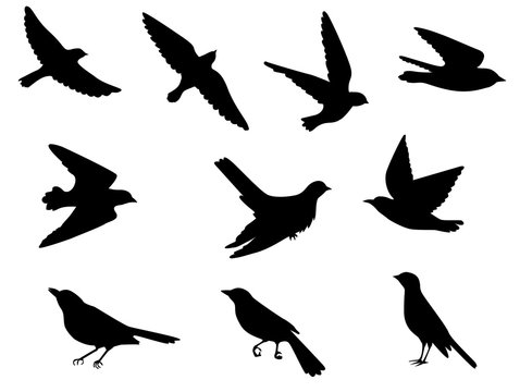 birds silhouettes set