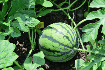 small watermelon growing in the garden