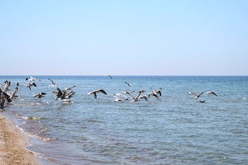 many seagulls flying in the shore side of the sea