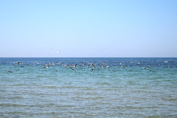 many gulls flying low over the sea