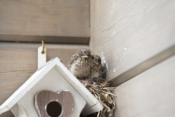 Bird babies. A bird has made a nest outside the bird house. - obrazy, fototapety, plakaty