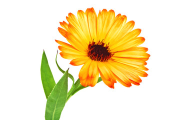 Calendula. Marigold flower with leaves isolated on a white backg