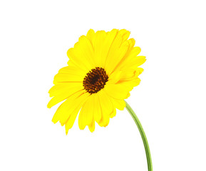 Calendula. Marigold flower with leaves isolated on white backgro