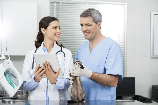 Doctor Showing Tablet Computer To Coworker Holding Weasel