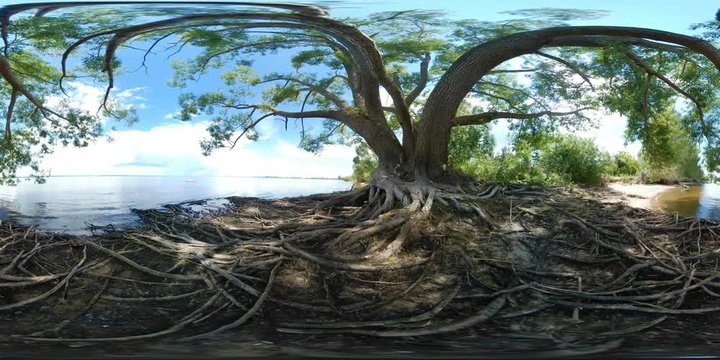 Tree roots on a lake shore captured in a degree equirectangular panorama with lush green foliage, bright blue sky, and clear water for virtual reality background design
