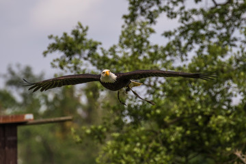 Weißkopfseeadler - Haliaeetus leucocephalus