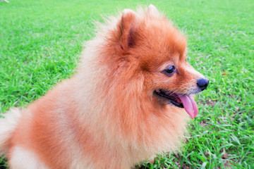 Pomeranian dog slick seats on the grass green.