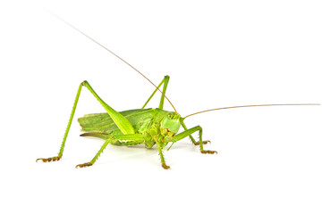 Grasshopper isolated on white background