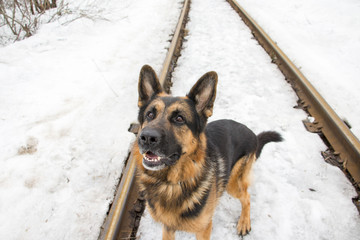 German shepherd dog is guarding an important object