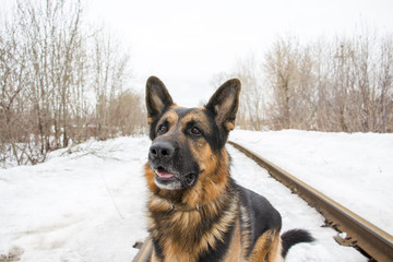German shepherd dog is guarding an important object