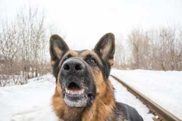 German shepherd dog is guarding an important object