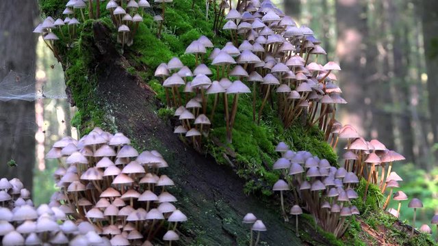 Big clusters of Coprinellus disseminatus (Fairy inkcap mushroom) on a rotting tree trunk.