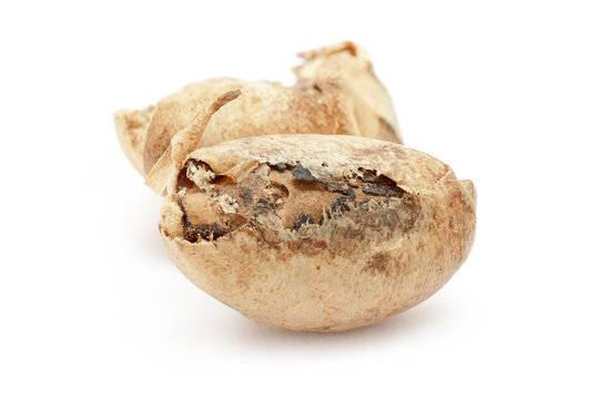 Organic De-shelled Barbados nut (Jatropha curcas) seed. Isolated on white background. Front view.