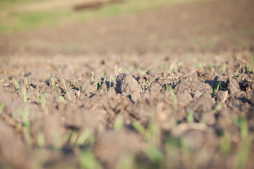 Soil is a natural clay minerals are naturally many species suita