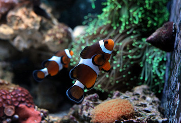 We found Nemo  (Ocellaris Clownfish)