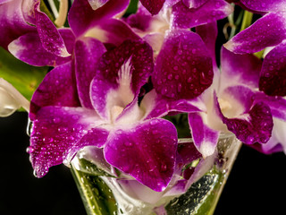 Dendrobium nobile in vase