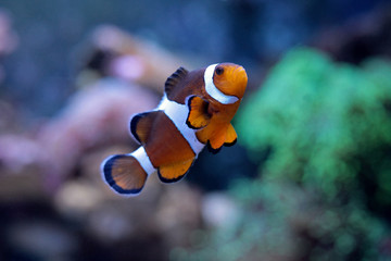 We found Nemo  (Ocellaris Clownfish)