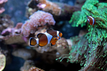 Fototapeta na wymiar We found Nemo (Ocellaris Clownfish)