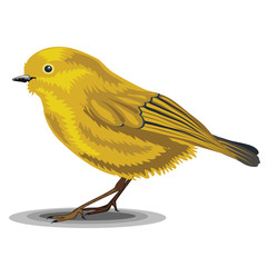 Warbler bird isolated on a white background. Realistic illustration. © kalchenko