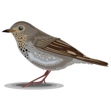 Trush bird isolated on a white background. Realistic illustration.