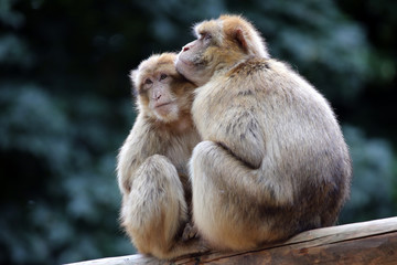 Berber Monkeys