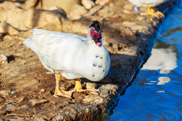 White duck with red face near pond
